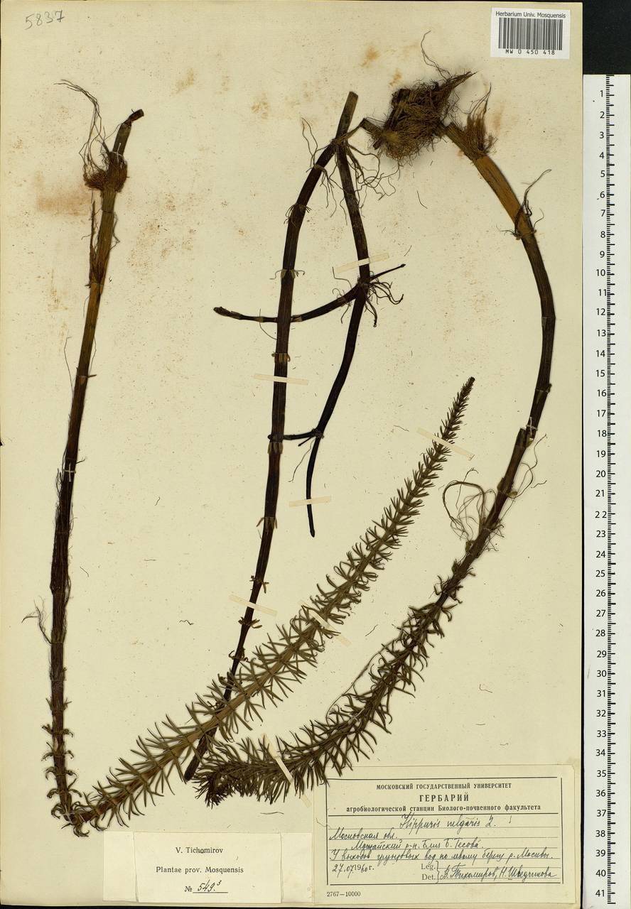 Hippuris vulgaris L., Eastern Europe, Moscow region (E4a) (Russia)