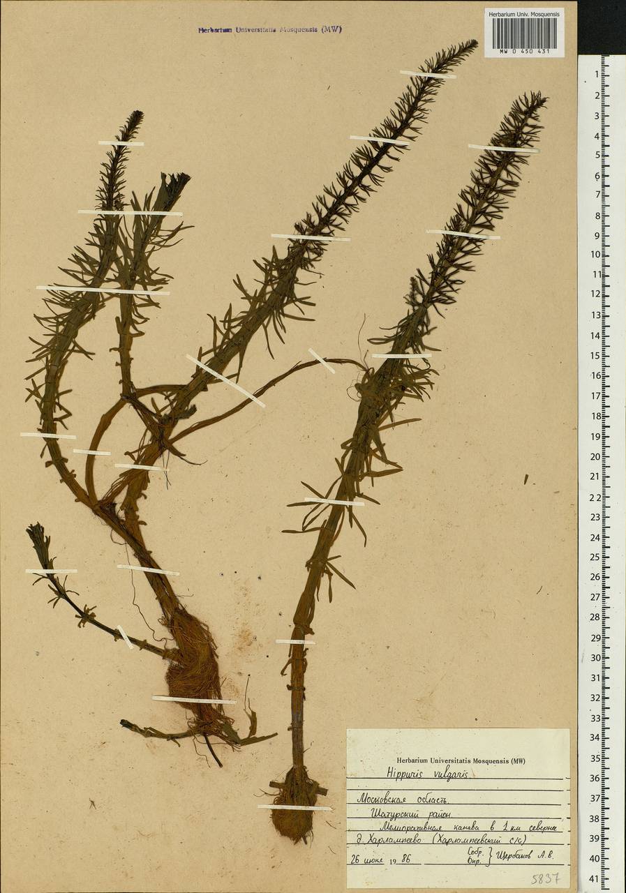 Hippuris vulgaris L., Eastern Europe, Moscow region (E4a) (Russia)