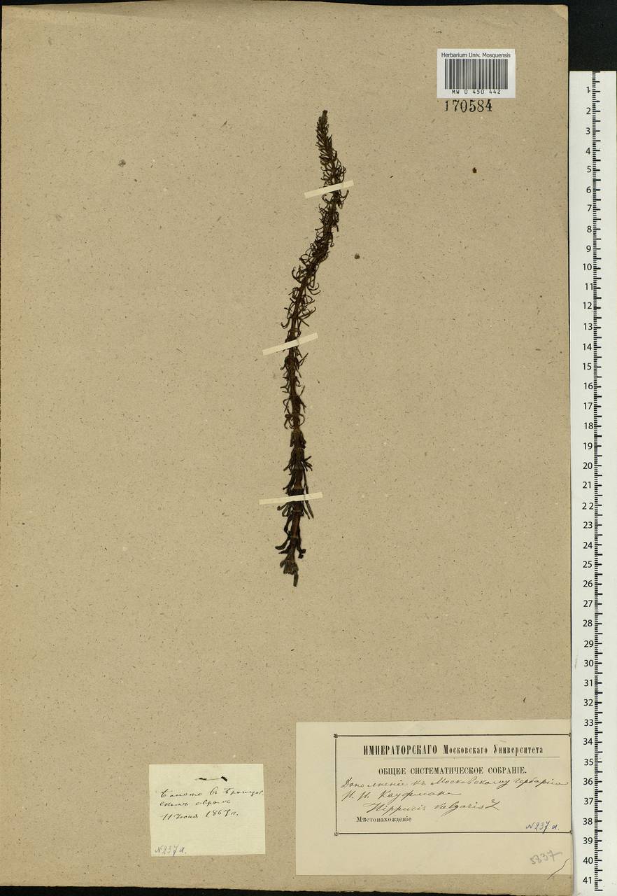 Hippuris vulgaris L., Eastern Europe, Moscow region (E4a) (Russia)