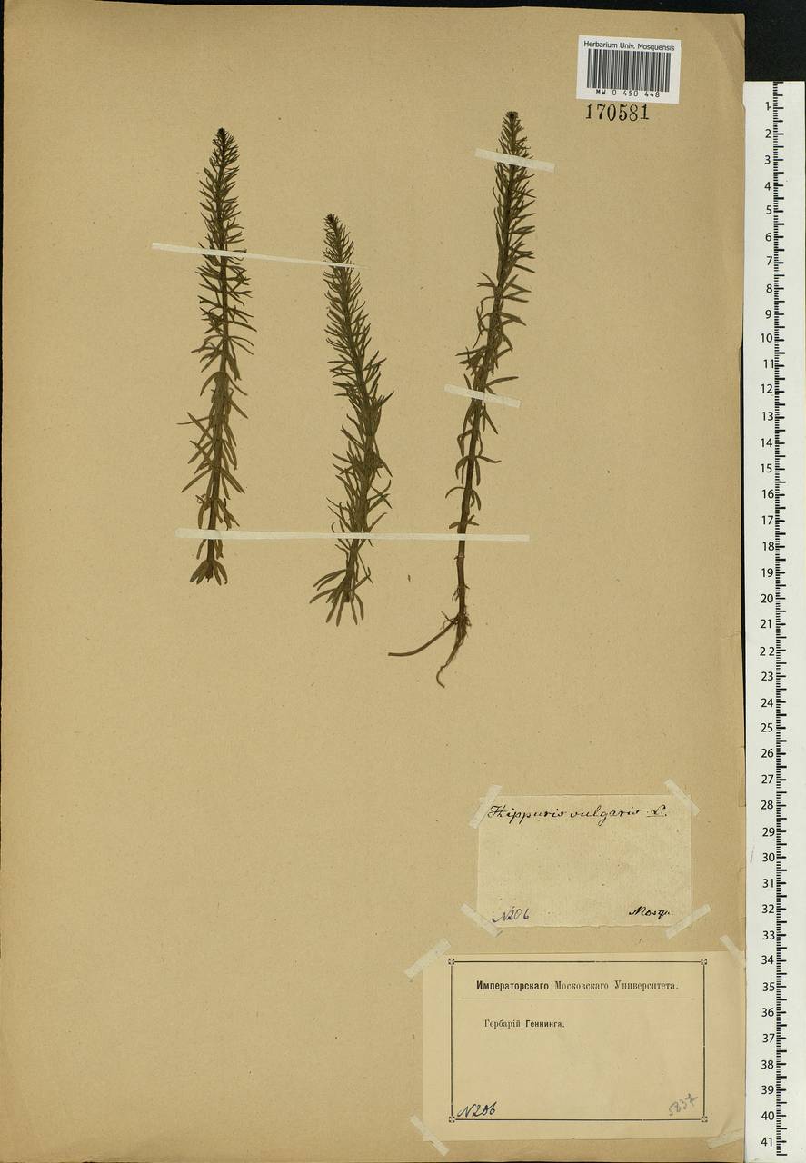 Hippuris vulgaris L., Eastern Europe, Moscow region (E4a) (Russia)