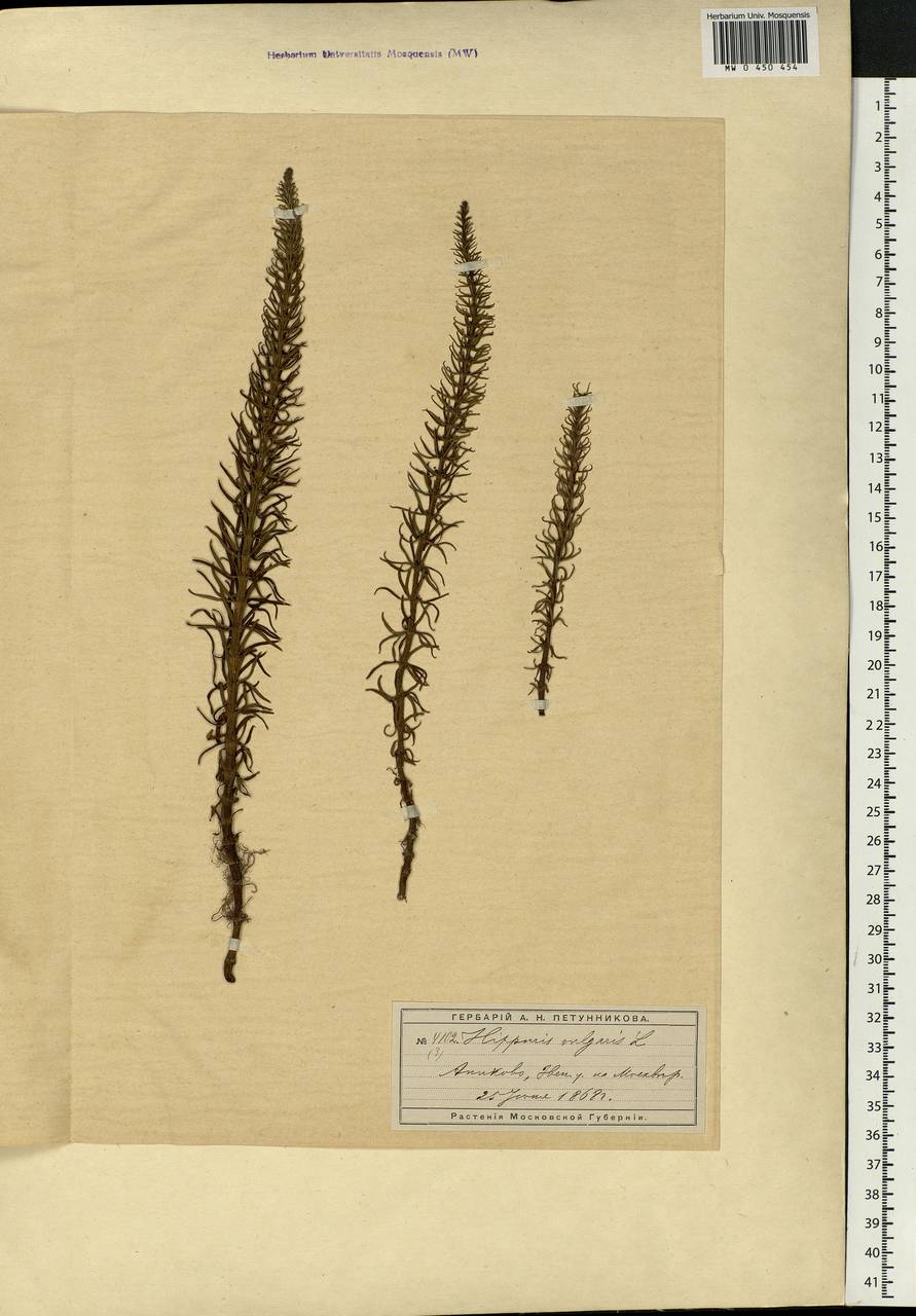 Hippuris vulgaris L., Eastern Europe, Moscow region (E4a) (Russia)