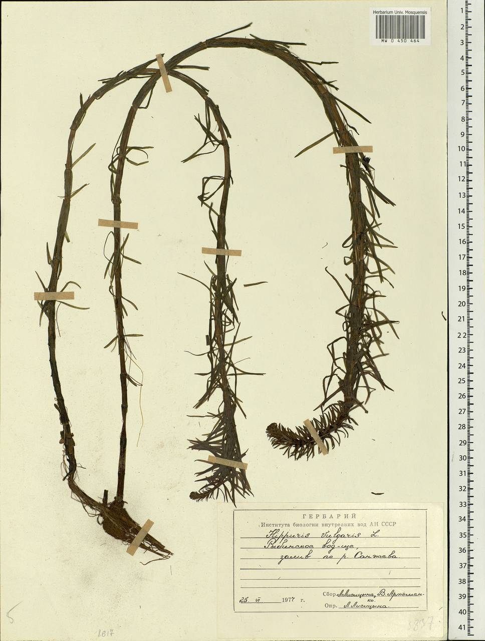 Hippuris vulgaris L., Eastern Europe, Central forest region (E5) (Russia)