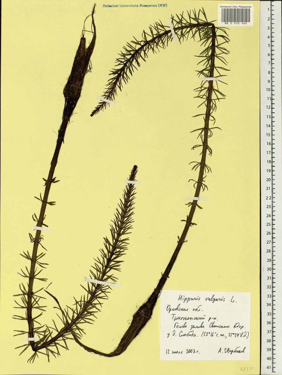 Hippuris vulgaris L., Eastern Europe, Central forest-and-steppe region (E6) (Russia)