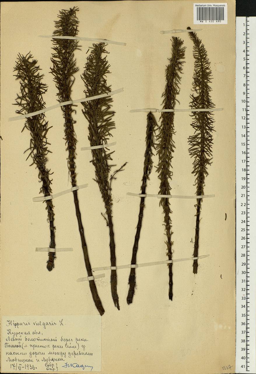 Hippuris vulgaris L., Eastern Europe, Central forest-and-steppe region (E6) (Russia)