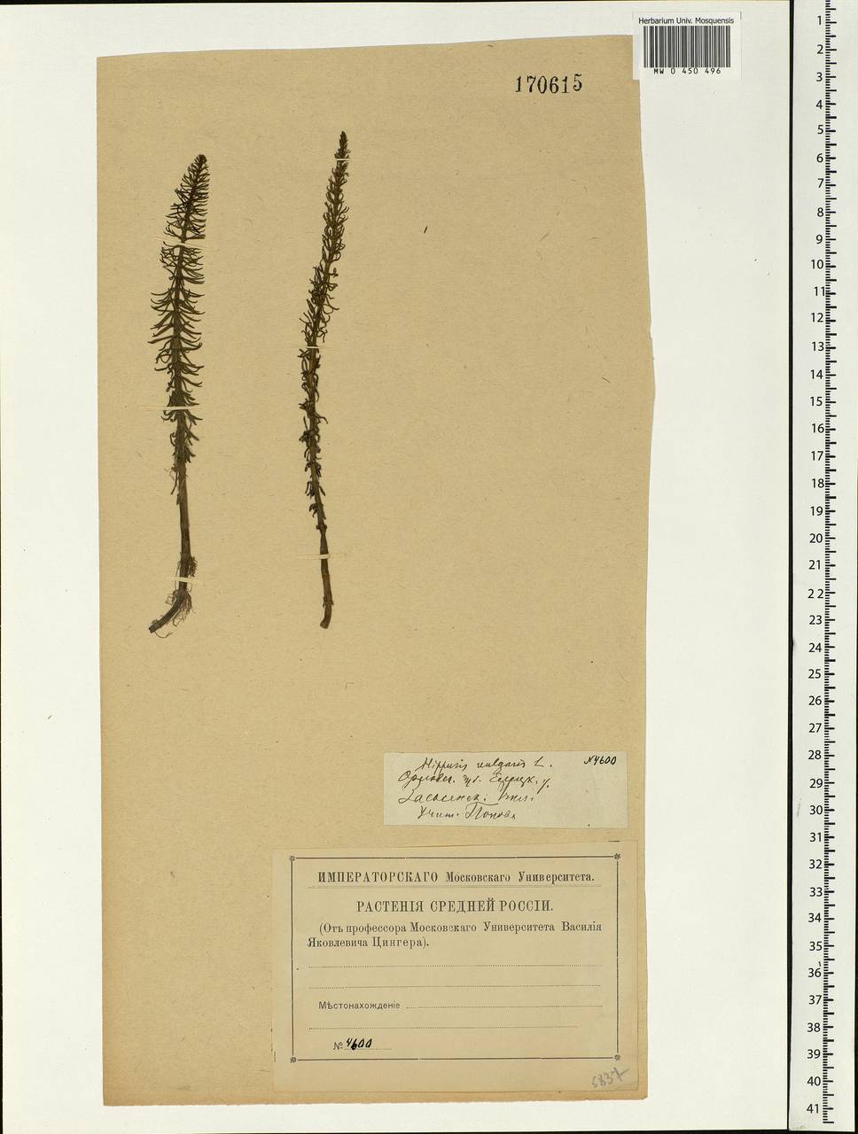 Hippuris vulgaris L., Eastern Europe, Central forest-and-steppe region (E6) (Russia)