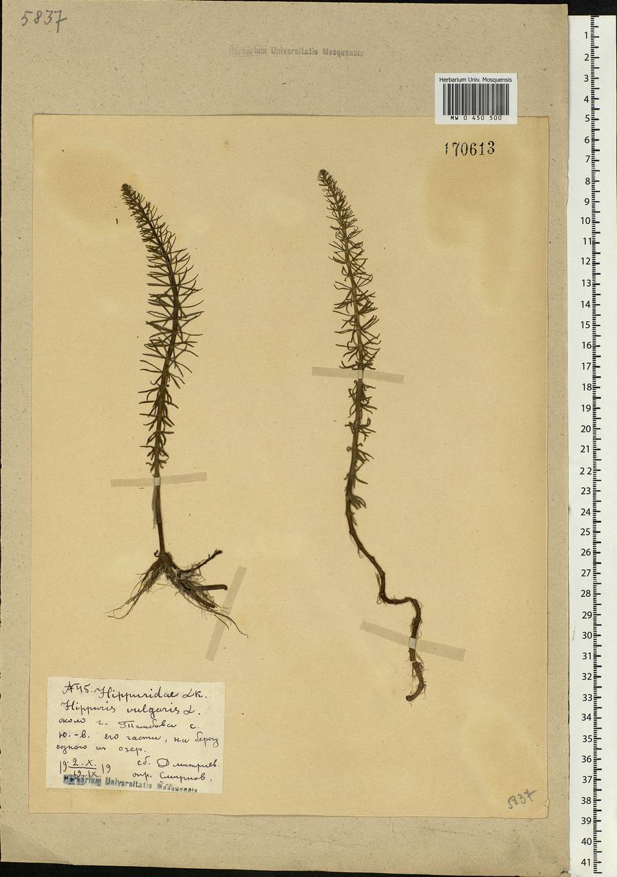 Hippuris vulgaris L., Eastern Europe, Central forest-and-steppe region (E6) (Russia)