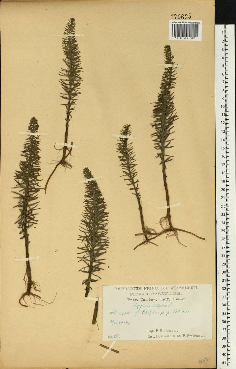 Hippuris vulgaris L., Eastern Europe, Central forest-and-steppe region (E6) (Russia)