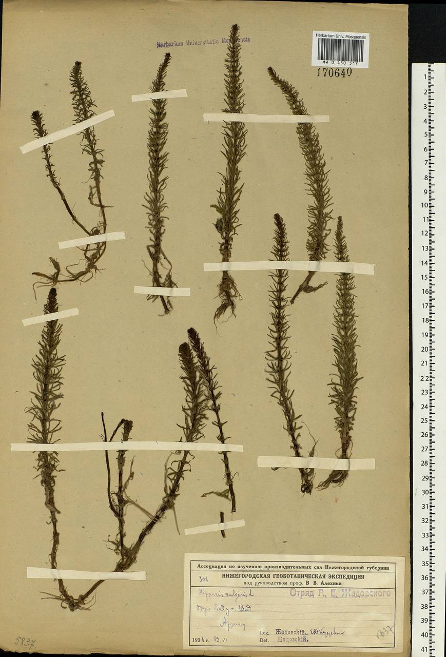 Hippuris vulgaris L., Eastern Europe, Volga-Kama region (E7) (Russia)
