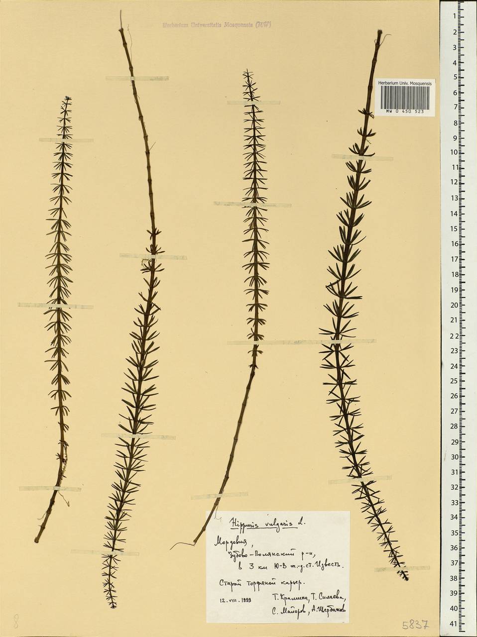 Hippuris vulgaris L., Eastern Europe, Middle Volga region (E8) (Russia)
