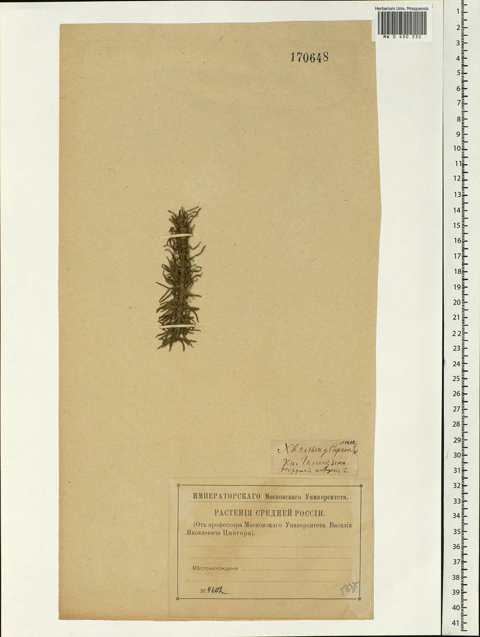 Hippuris vulgaris L., Eastern Europe, Lower Volga region (E9) (Russia)
