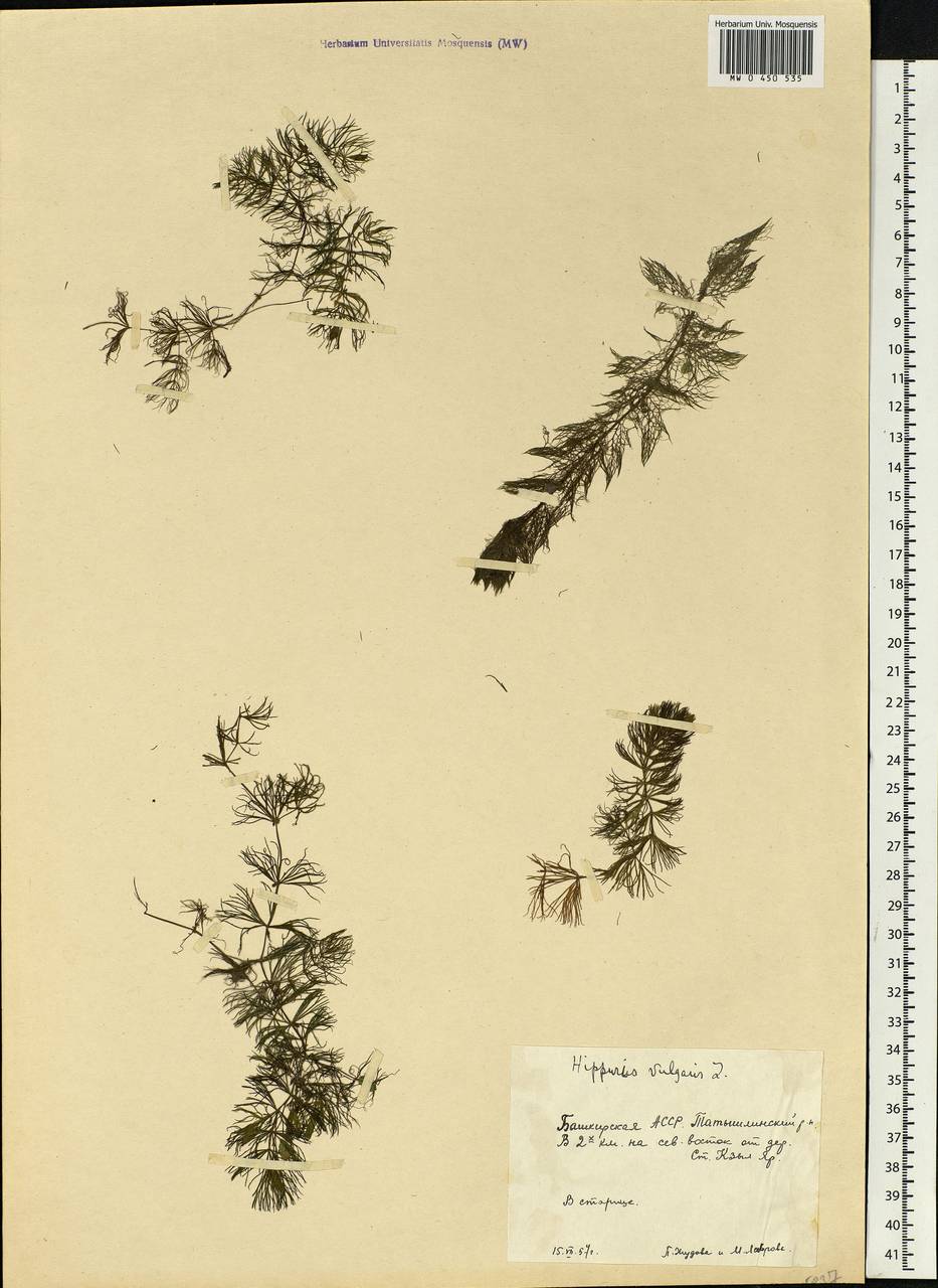 Hippuris vulgaris L., Eastern Europe, Eastern region (E10) (Russia)