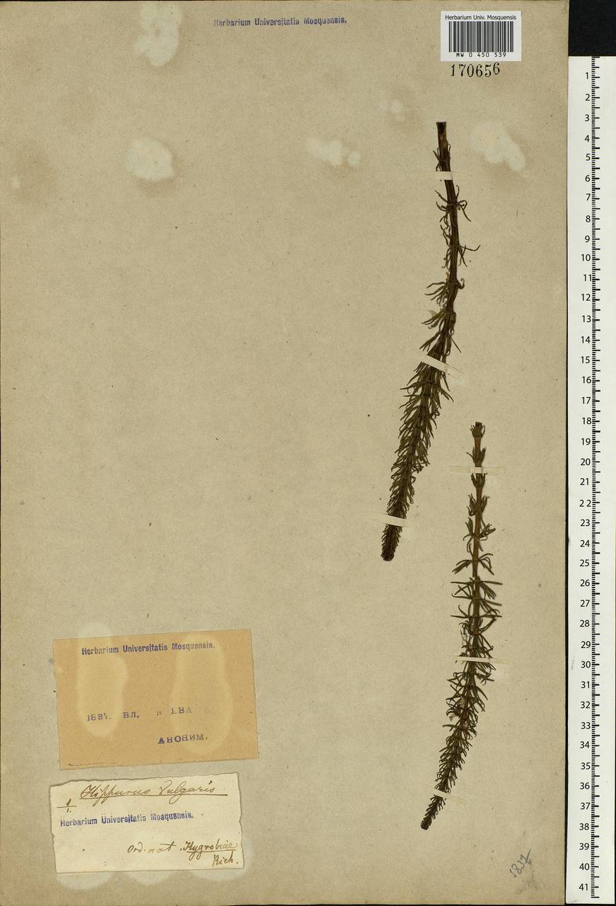 Hippuris vulgaris L., Eastern Europe, North Ukrainian region (E11) (Ukraine)