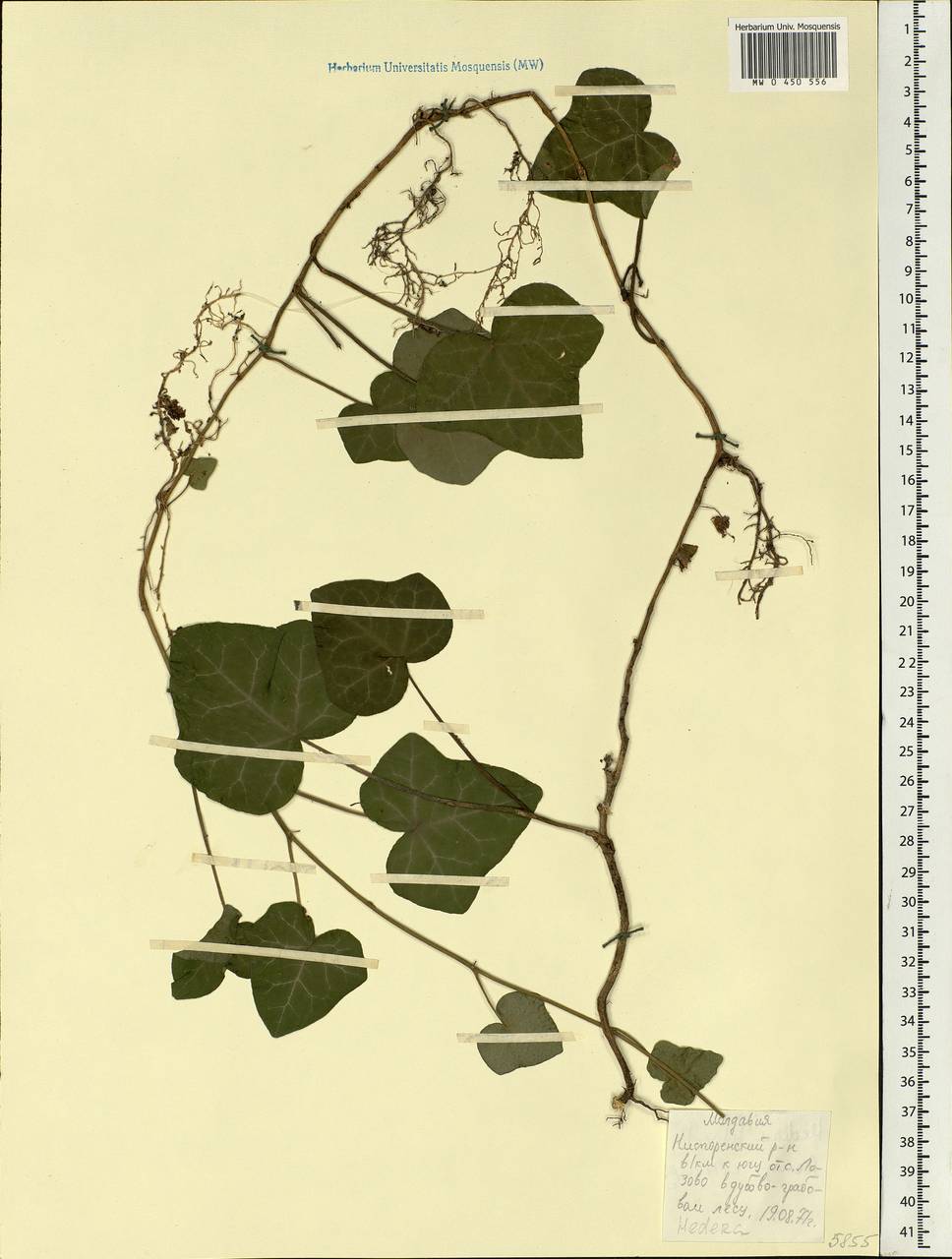 Hedera helix L., Eastern Europe, Moldova (E13a) (Moldova)