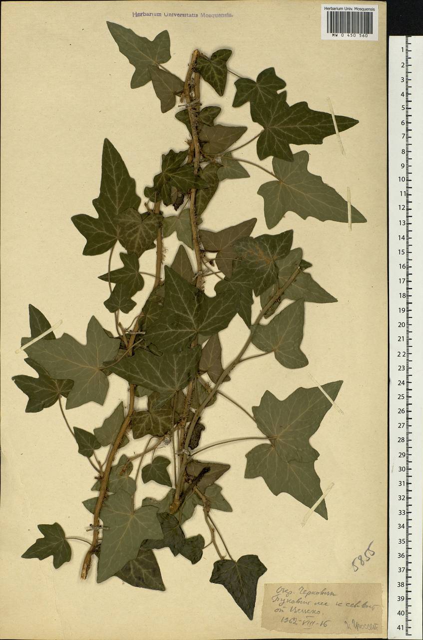 Hedera helix L., Eastern Europe, Moldova (E13a) (Moldova)