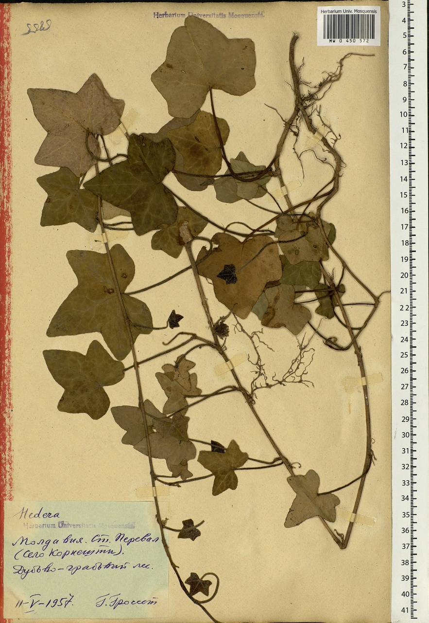 Hedera helix L., Eastern Europe, Moldova (E13a) (Moldova)