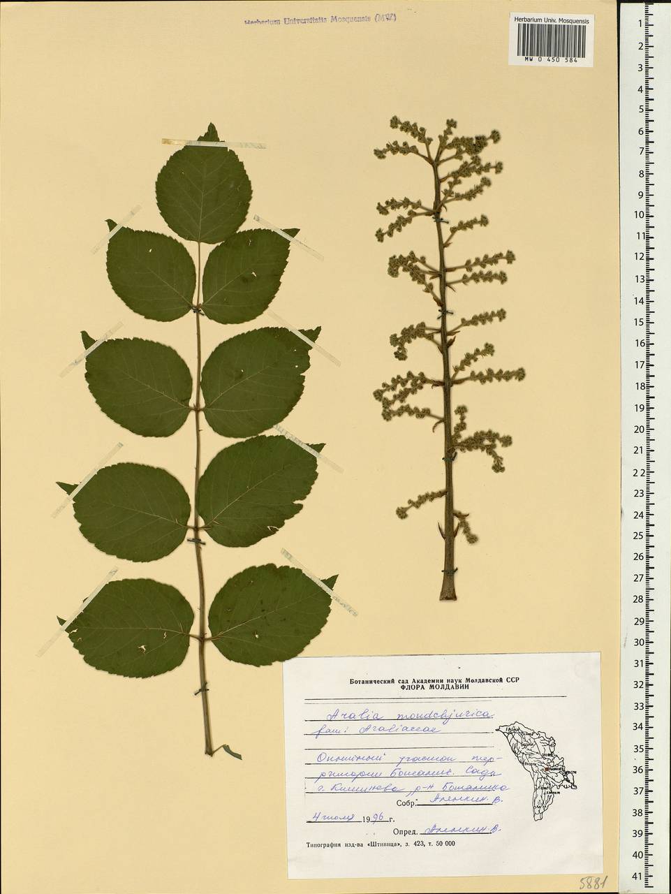 Aralia elata var. glabrescens (Franch. & Sav.) Pojark., Eastern Europe, Moldova (E13a) (Moldova)