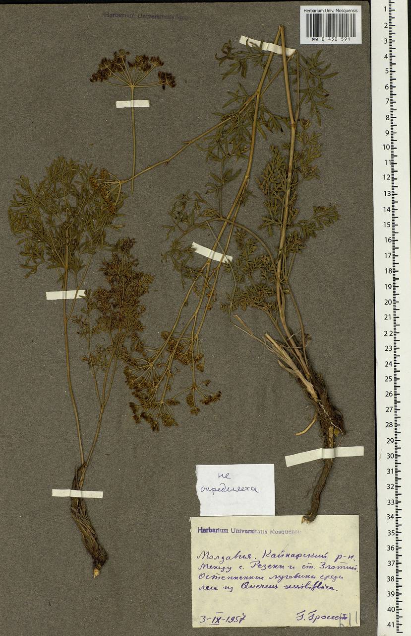 Apiaceae, Eastern Europe, Moldova (E13a) (Moldova)