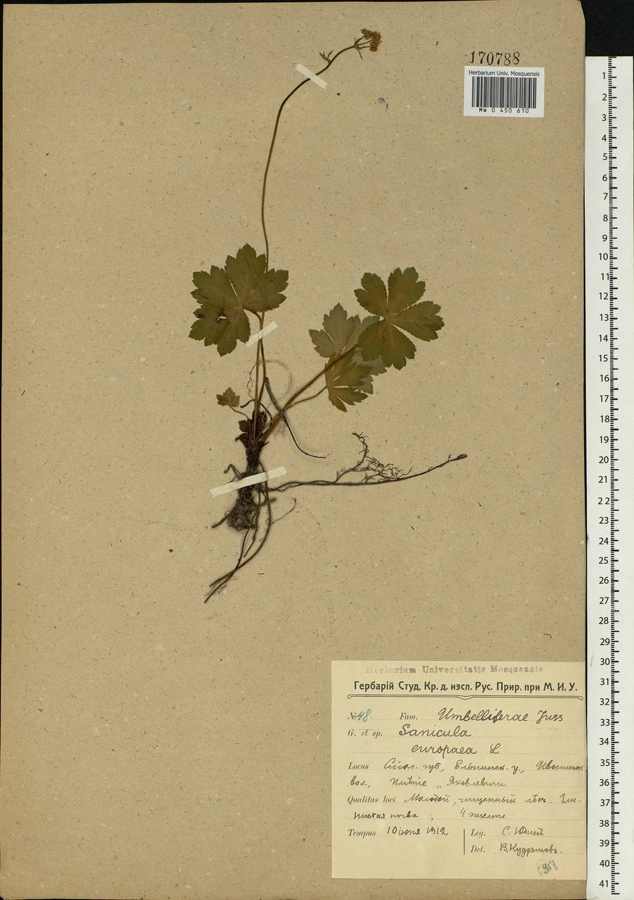 Sanicula europaea L., Eastern Europe, Western region (E3) (Russia)