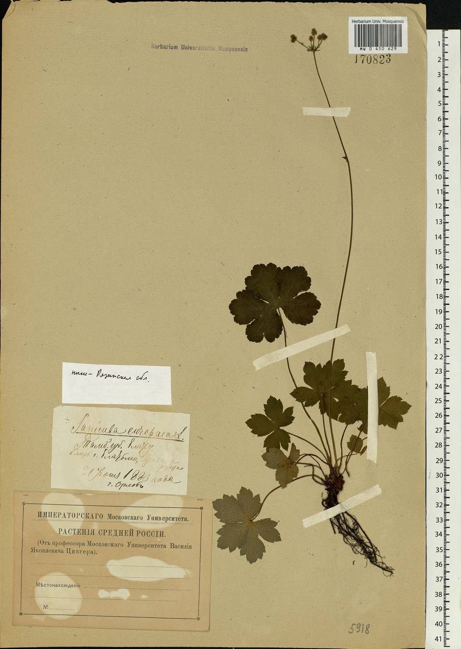 Sanicula europaea L., Eastern Europe, Central region (E4) (Russia)