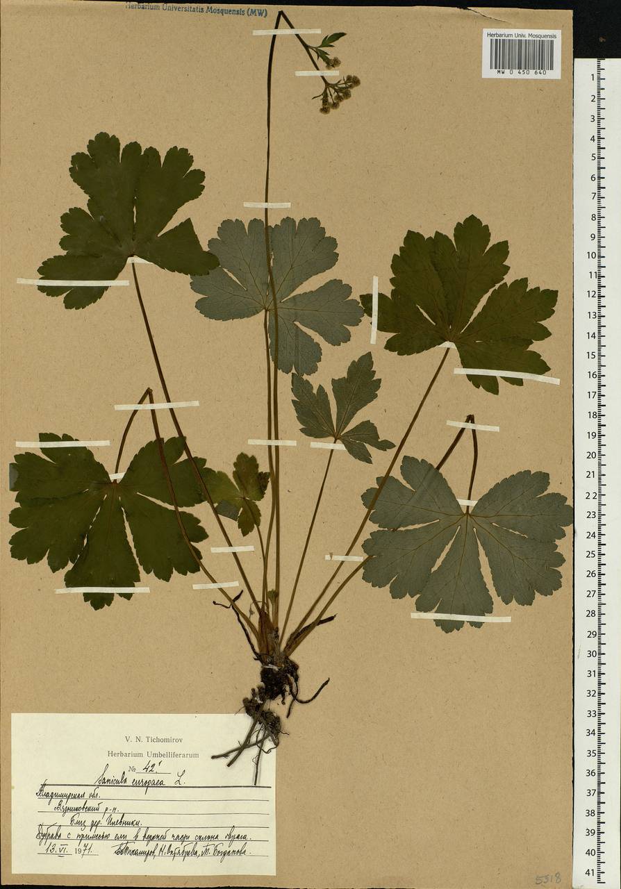 Sanicula europaea L., Eastern Europe, Central region (E4) (Russia)