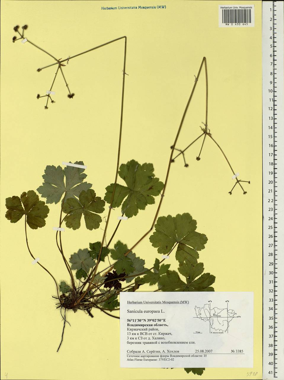 Sanicula europaea L., Eastern Europe, Central region (E4) (Russia)