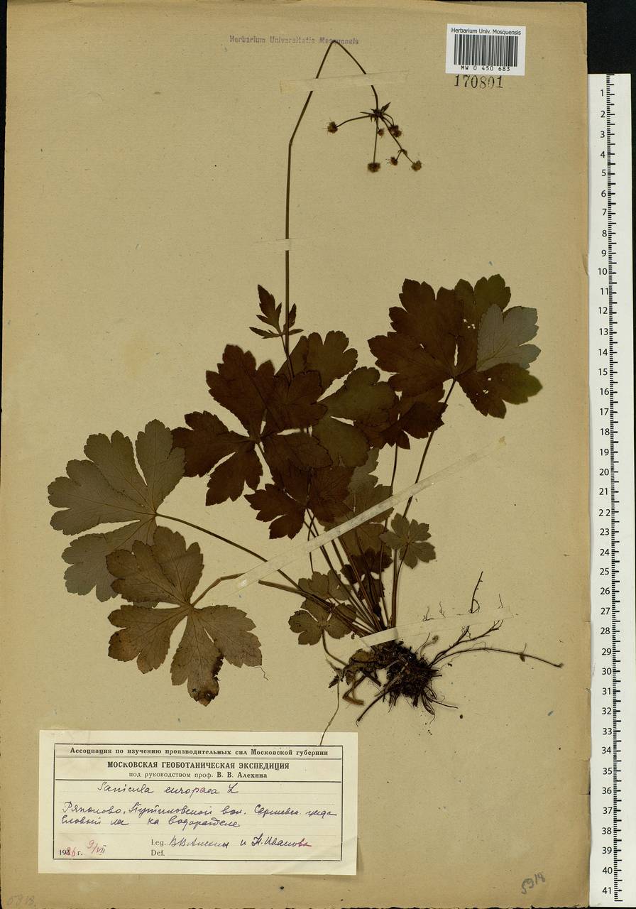 Sanicula europaea L., Eastern Europe, Moscow region (E4a) (Russia)