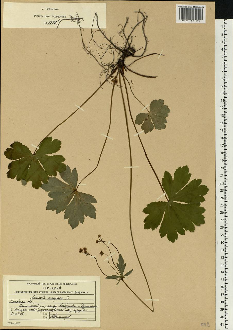 Sanicula europaea L., Eastern Europe, Moscow region (E4a) (Russia)