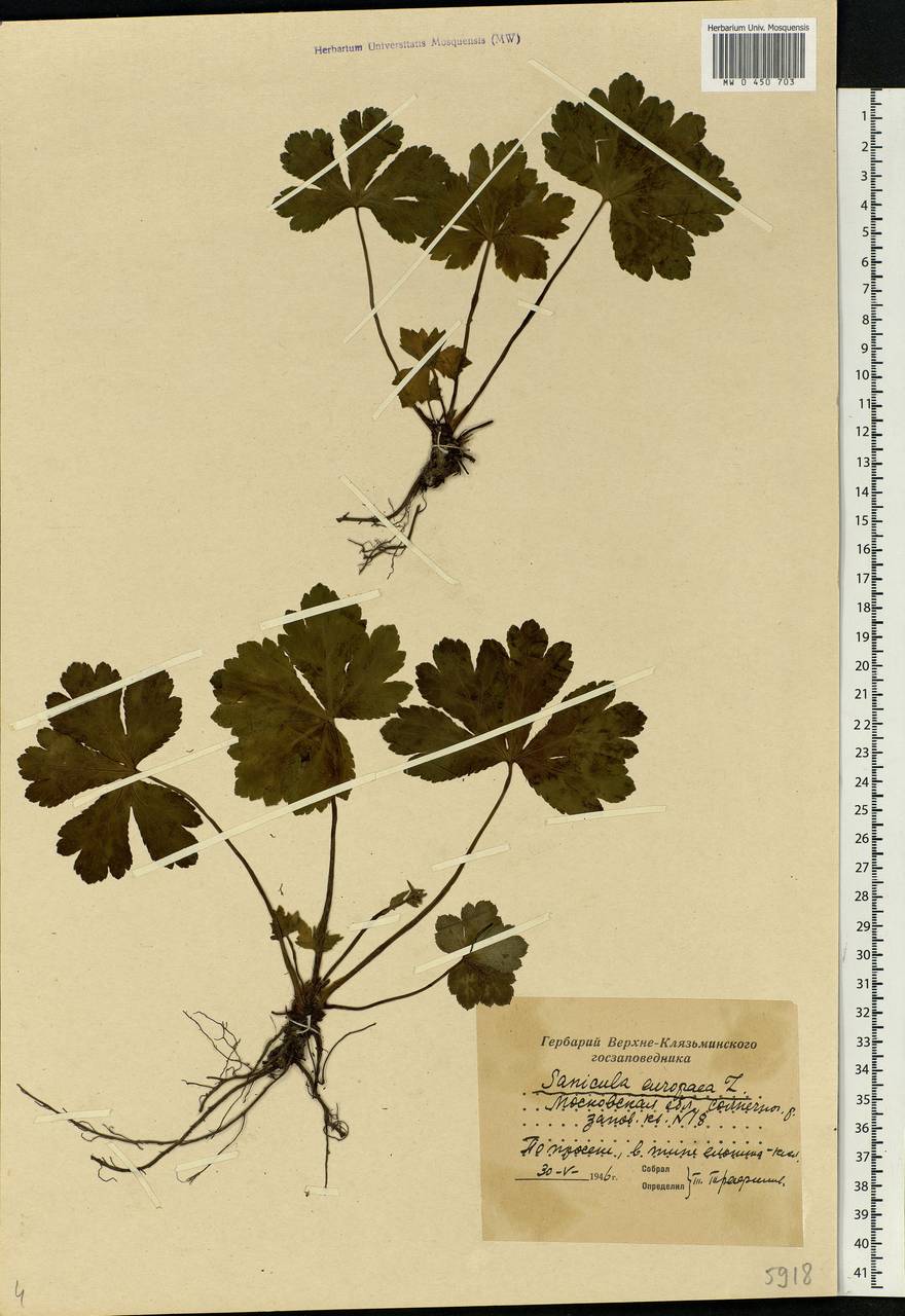 Sanicula europaea L., Eastern Europe, Moscow region (E4a) (Russia)