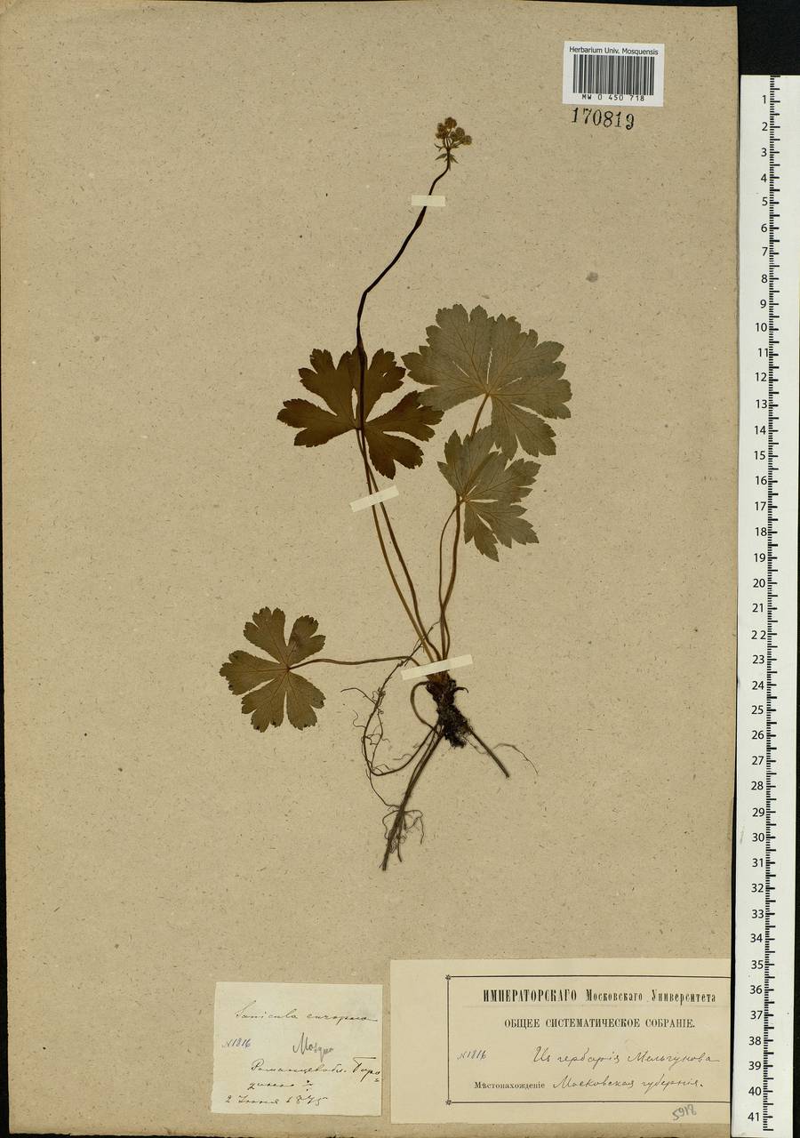 Sanicula europaea L., Eastern Europe, Moscow region (E4a) (Russia)
