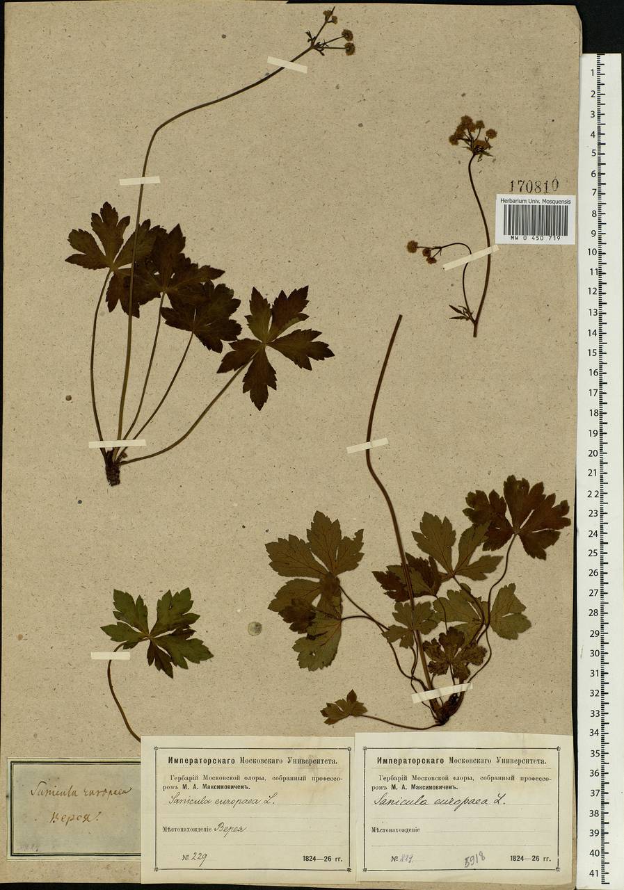 Sanicula europaea L., Eastern Europe, Moscow region (E4a) (Russia)