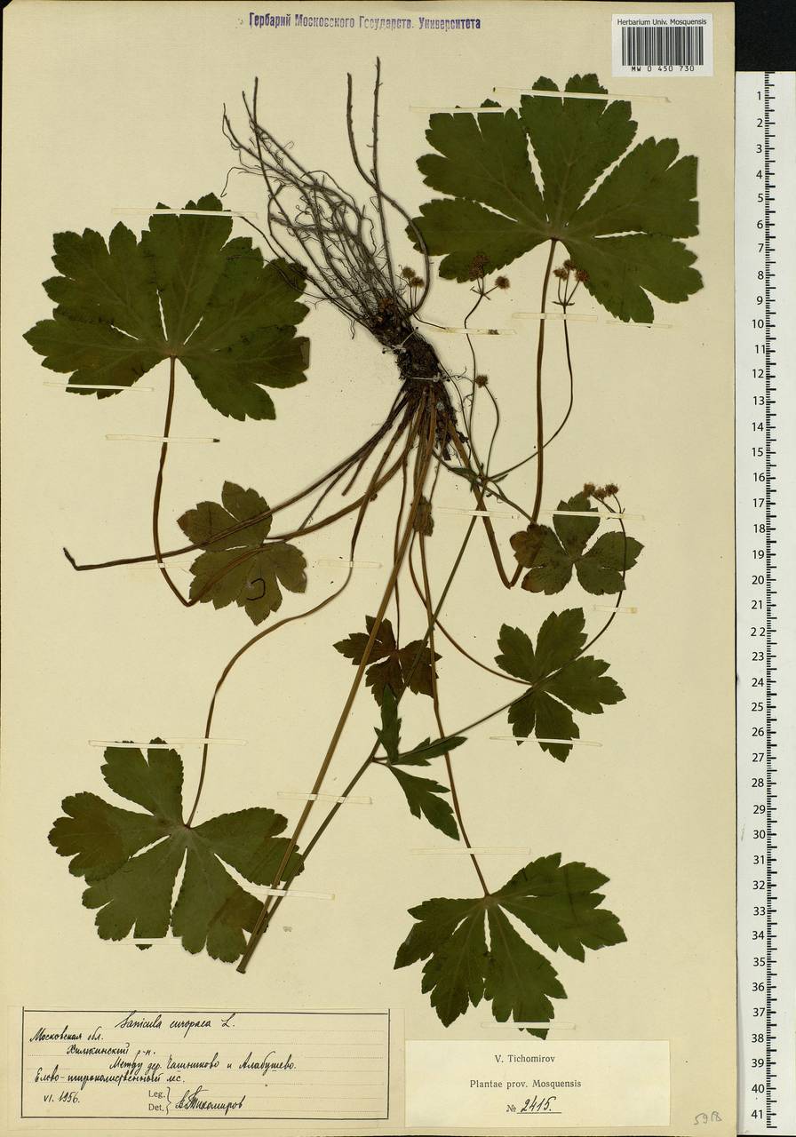 Sanicula europaea L., Eastern Europe, Moscow region (E4a) (Russia)