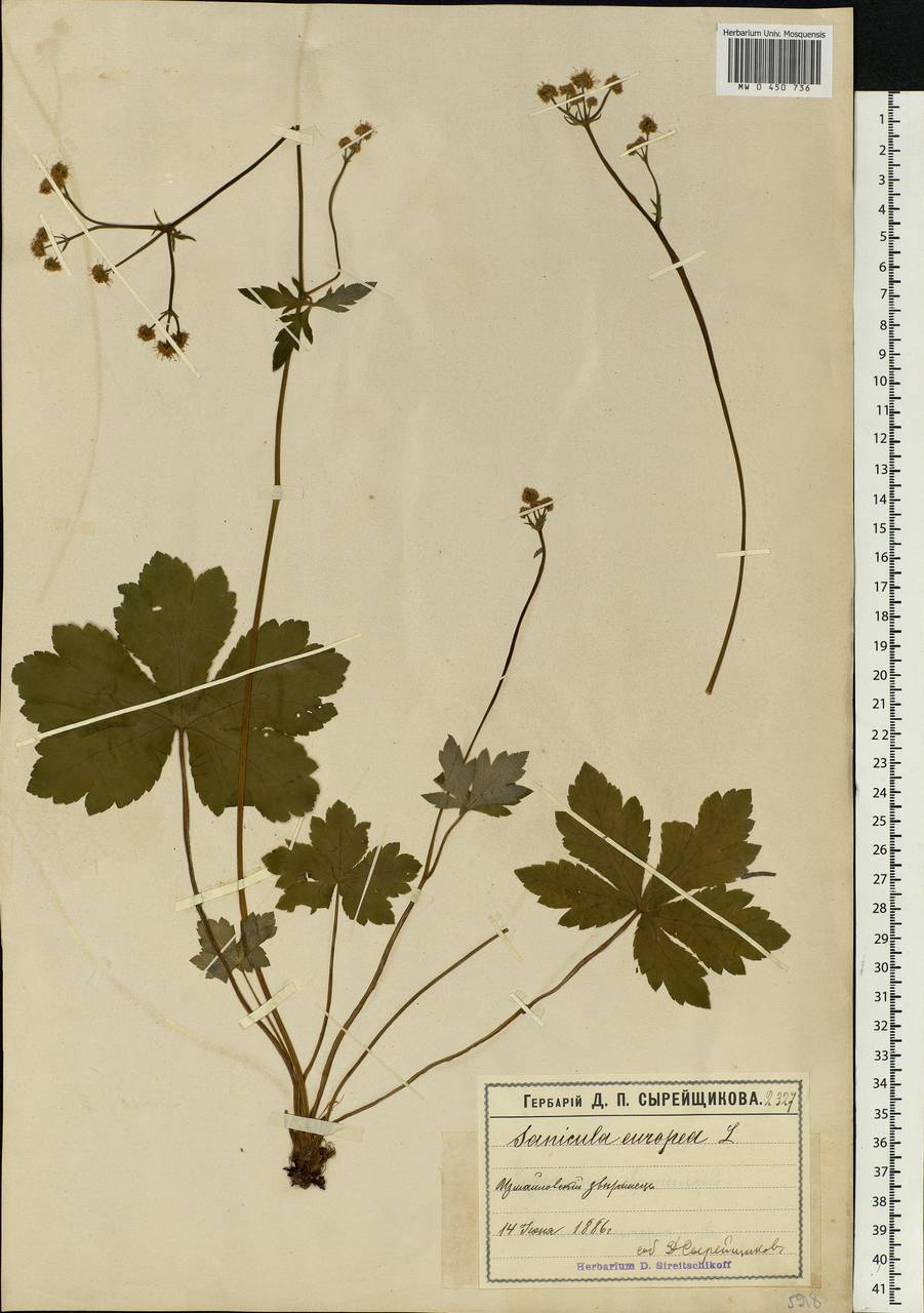 Sanicula europaea L., Eastern Europe, Moscow region (E4a) (Russia)