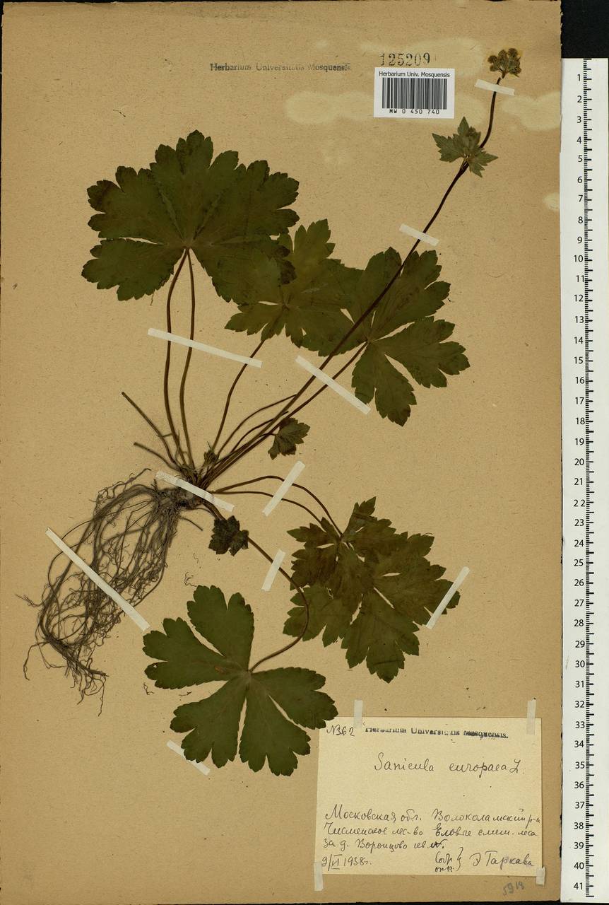 Sanicula europaea L., Eastern Europe, Moscow region (E4a) (Russia)