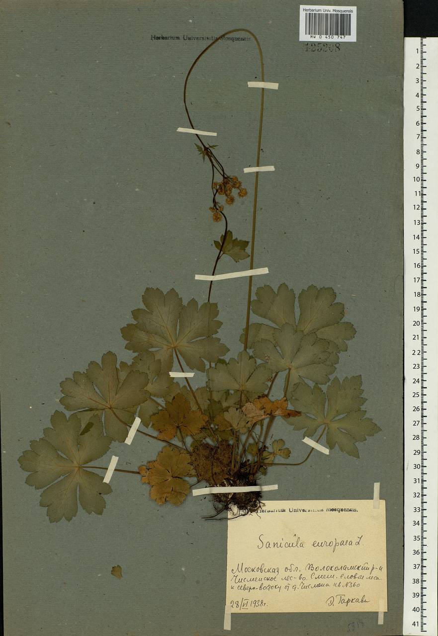 Sanicula europaea L., Eastern Europe, Moscow region (E4a) (Russia)