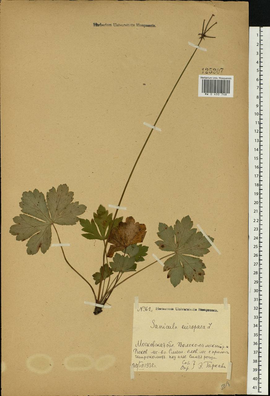 Sanicula europaea L., Eastern Europe, Moscow region (E4a) (Russia)
