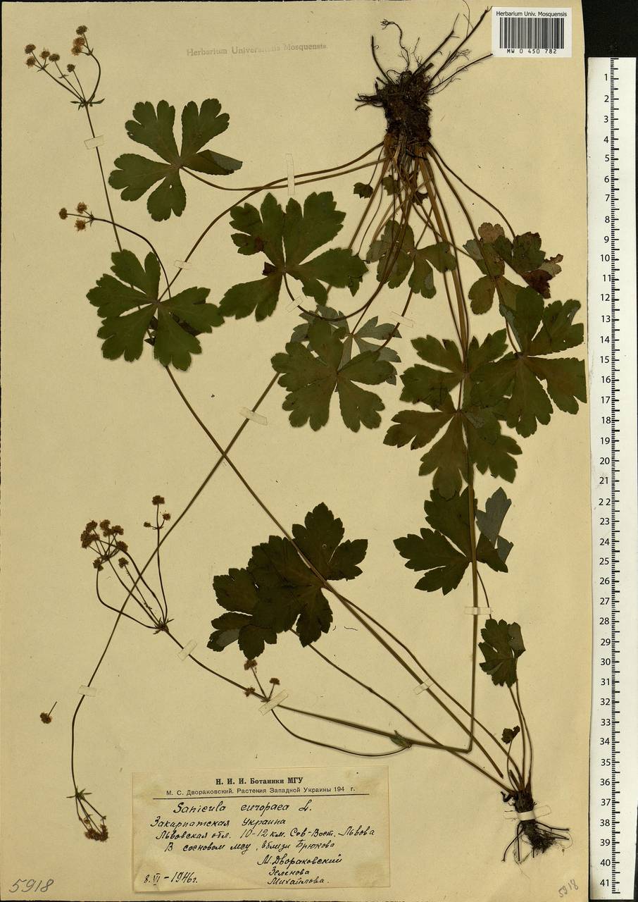 Sanicula europaea L., Eastern Europe, West Ukrainian region (E13) (Ukraine)