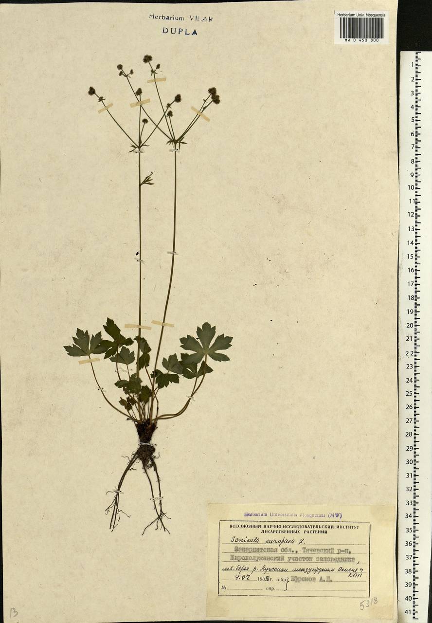 Sanicula europaea L., Eastern Europe, West Ukrainian region (E13) (Ukraine)