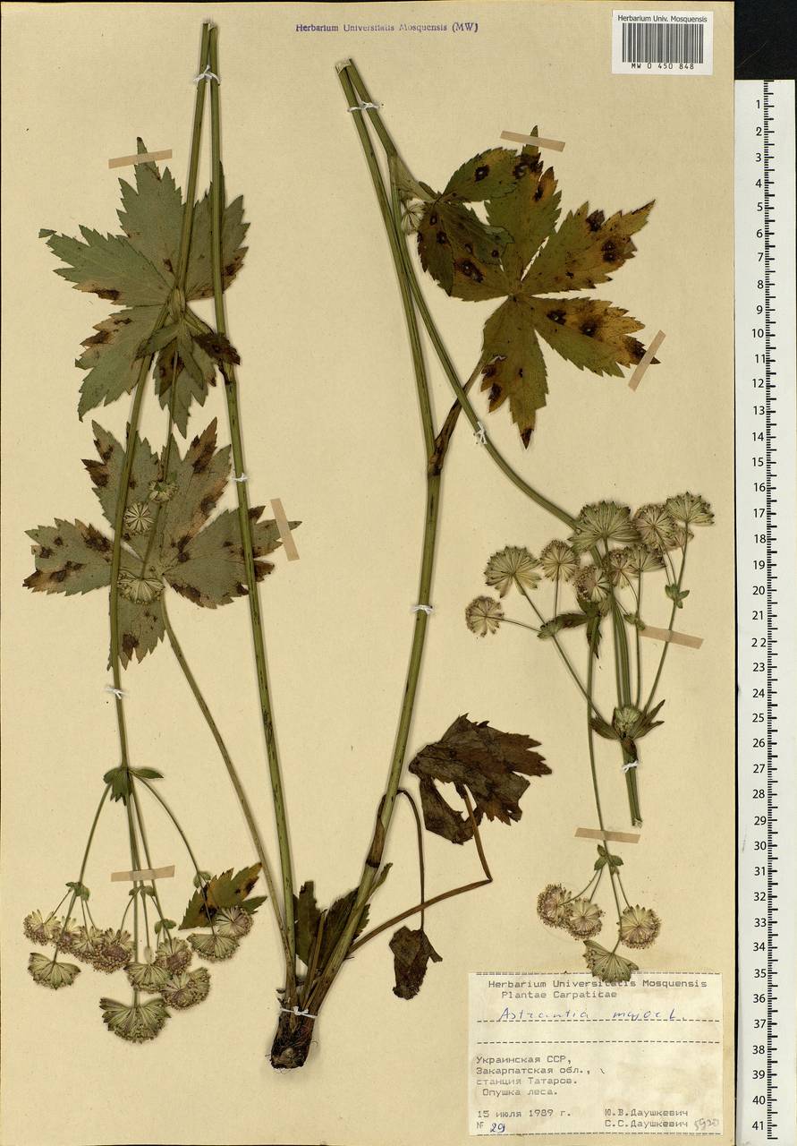 Astrantia major L., Eastern Europe, West Ukrainian region (E13) (Ukraine)