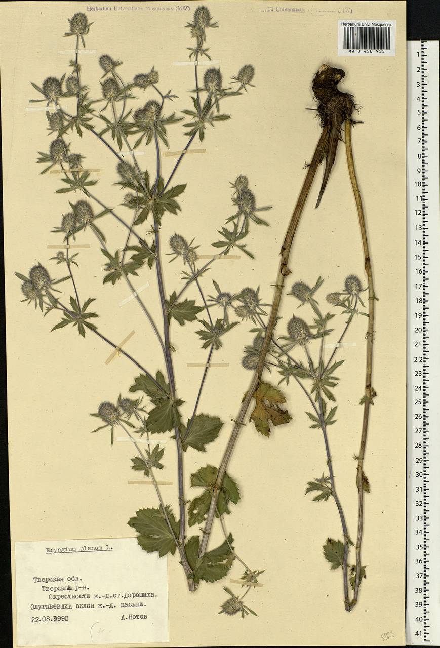 Eryngium planum L., Eastern Europe, North-Western region (E2) (Russia)