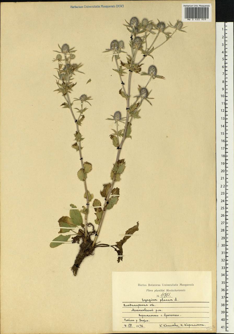 Eryngium planum L., Eastern Europe, Central region (E4) (Russia)