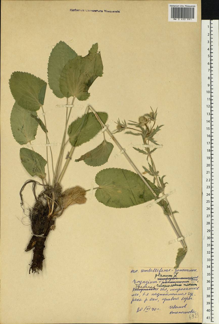 Eryngium planum L., Eastern Europe, Central region (E4) (Russia)