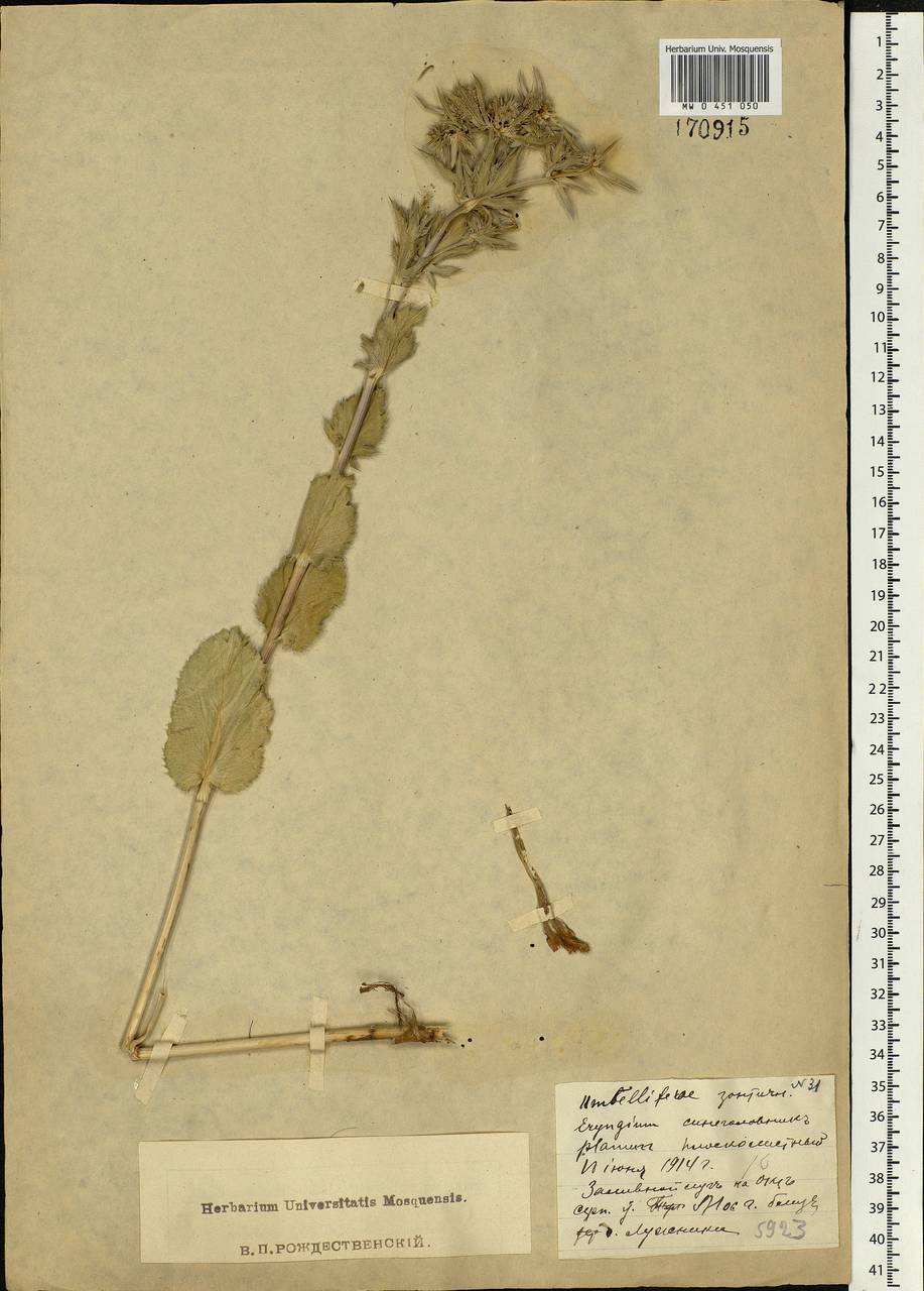 Eryngium planum L., Eastern Europe, Moscow region (E4a) (Russia)