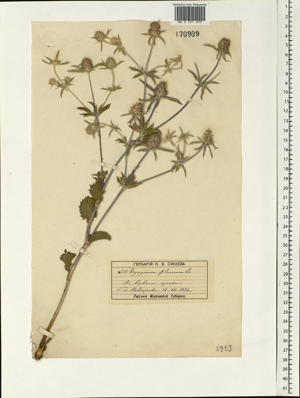Eryngium planum L., Eastern Europe, Moscow region (E4a) (Russia)