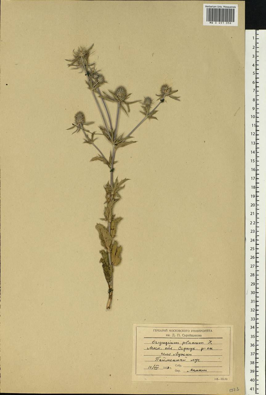 Eryngium planum L., Eastern Europe, Moscow region (E4a) (Russia)