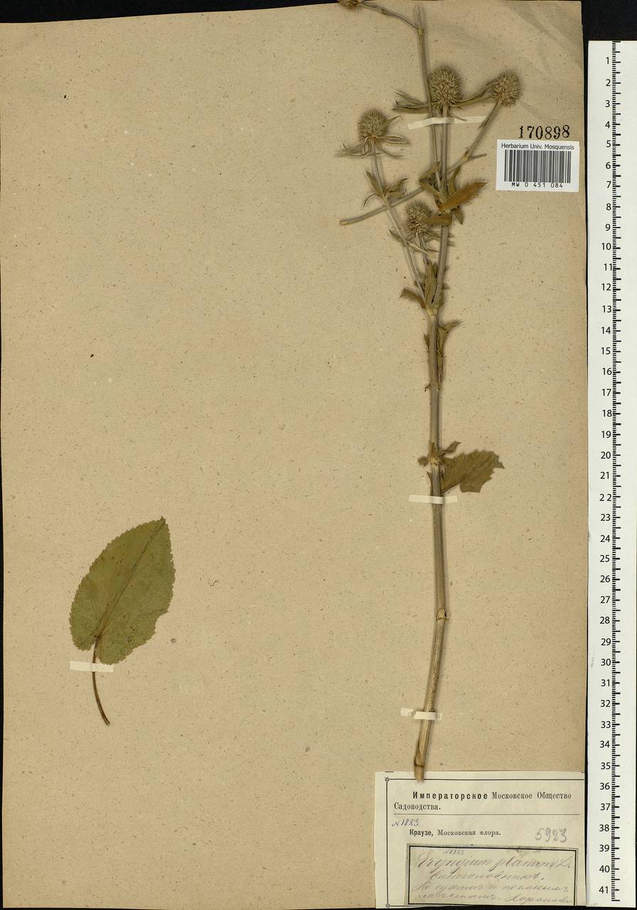 Eryngium planum L., Eastern Europe, Moscow region (E4a) (Russia)