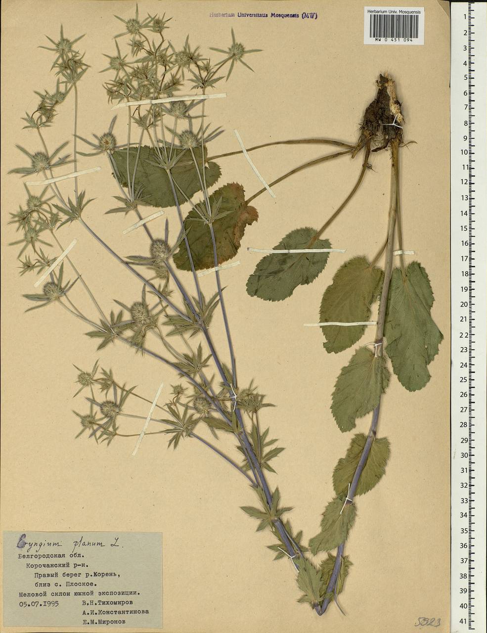 Eryngium planum L., Eastern Europe, Central forest-and-steppe region (E6) (Russia)
