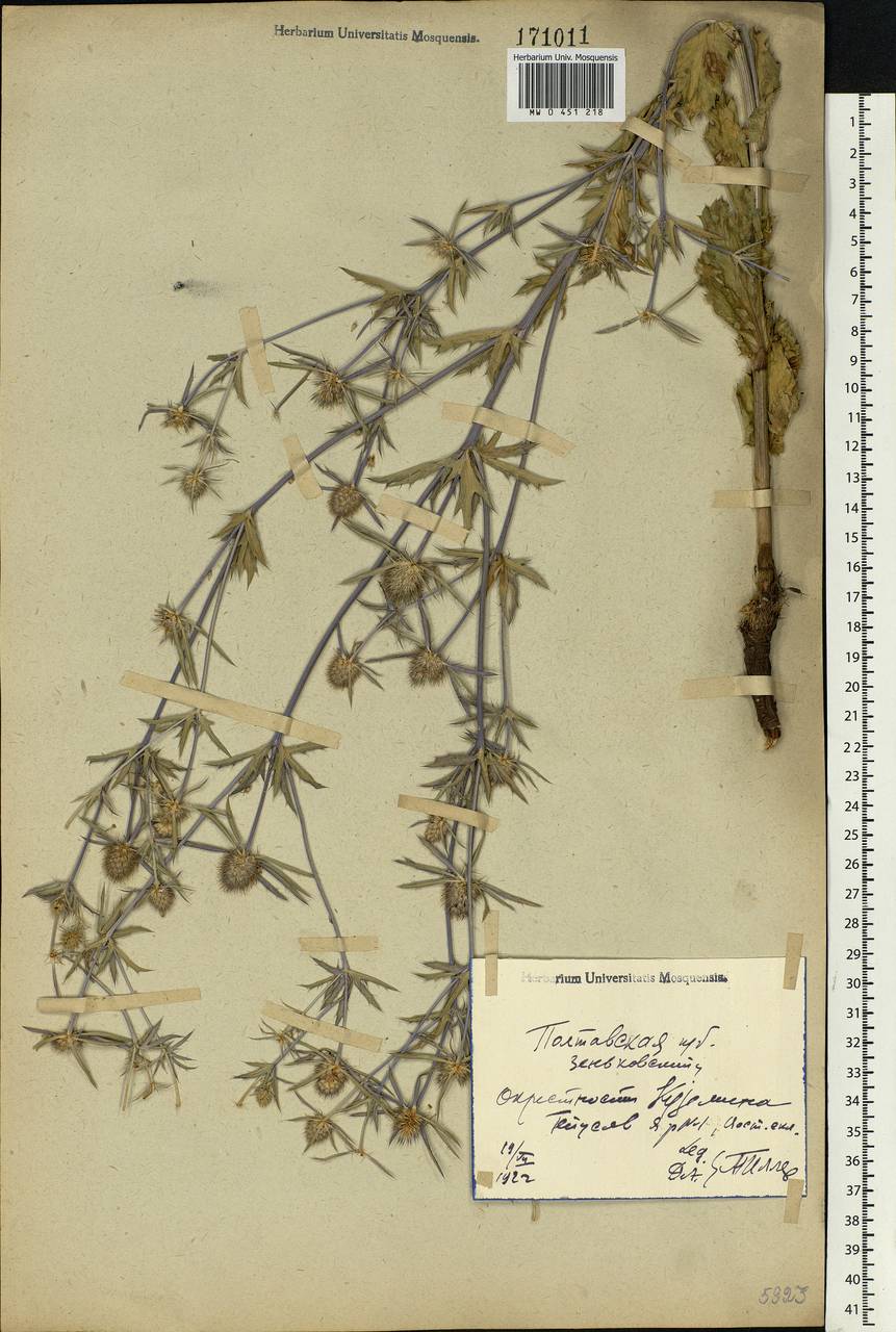 Eryngium planum L., Eastern Europe, North Ukrainian region (E11) (Ukraine)