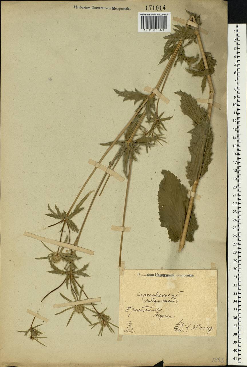 Eryngium planum L., Eastern Europe, North Ukrainian region (E11) (Ukraine)