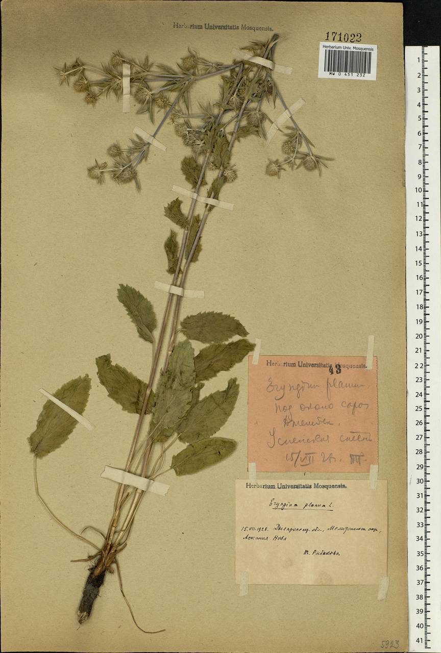 Eryngium planum L., Eastern Europe, South Ukrainian region (E12) (Ukraine)