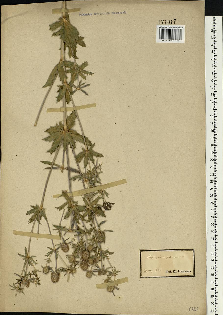 Eryngium planum L., Eastern Europe, South Ukrainian region (E12) (Ukraine)